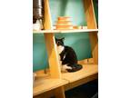 Adopt Aspen a Domestic Short Hair