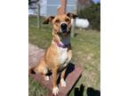 Adopt Bambi a Black Mouth Cur, Shepherd