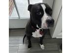 Adopt Zuri a American Staffordshire Terrier