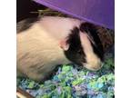 Adopt Miss Piggy a Guinea Pig