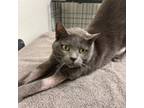 Adopt Winnie a Domestic Short Hair