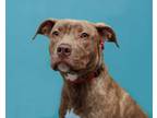 Adopt Cinnamon a American Staffordshire Terrier