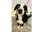 Adopt RAIN a Border Collie, Terrier