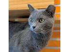 Adopt Momo a Domestic Short Hair