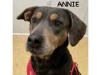 Adopt ANNIE a Mixed Breed