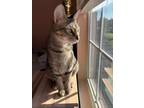 Adopt Jannice a Tabby