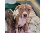 Adopt TRIX a Pit Bull Terrier, Mixed Breed