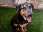 Adopt ALMA a Rottweiler, Mixed Breed