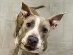 Adopt LUCY a Pit Bull Terrier, Mixed Breed