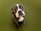 Adopt JUDIE a Boxer, Pit Bull Terrier