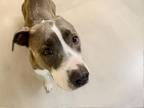 Adopt FREE a Pit Bull Terrier, Mixed Breed