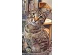 Adopt Penny Candy a Tabby