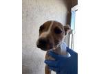 Adopt A427053 a Pit Bull Terrier, Mixed Breed