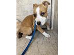 Adopt A427052 a Pit Bull Terrier, Mixed Breed