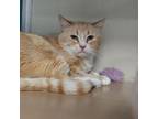 Adopt Ginger a American Shorthair