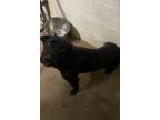 Adopt Reanne a Labrador Retriever, Mixed Breed