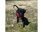 Adopt PARIS a Labrador Retriever