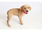 Adopt Barbie Q a Yellow Labrador Retriever, Mixed Breed