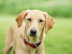 Adopt Nacho Nelly a Yellow Labrador Retriever, Mixed Breed