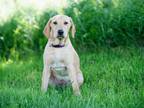 Adopt Salty Sally a Yellow Labrador Retriever, Mixed Breed