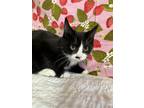 Adopt Doc a Domestic Short Hair