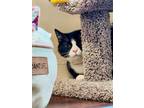 Adopt Moke a Domestic Short Hair