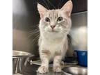 Adopt Tasha a Domestic Long Hair, Domestic Medium Hair