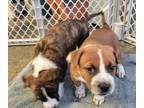 Adopt Pollyanna a Boxer, Pit Bull Terrier