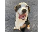 Adopt Lulu a Greater Swiss Mountain Dog, Bernese Mountain Dog
