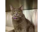 Adopt Jordan *Sponsored Adoption Fee/Foster Home* a Domestic Short Hair