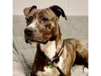 Adopt Raven (Rainbow) a Pit Bull Terrier, Mixed Breed