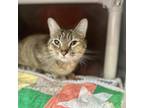 Adopt Polly Gray a Domestic Short Hair