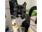 Adopt Twinkle Toes a Domestic Short Hair