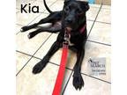 Adopt Kia a Pit Bull Terrier