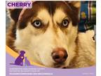 Adopt Cherry a Siberian Husky