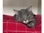 Adopt Cici a Domestic Short Hair