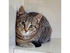 Adopt Midge a Tabby, Domestic Short Hair