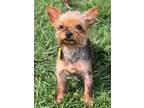 Adopt Yolo a Yorkshire Terrier