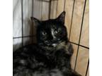 Adopt Blossom a Domestic Short Hair