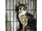 Adopt Peep a Domestic Short Hair