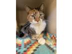 Adopt Coco a Domestic Short Hair