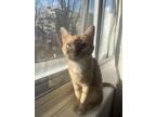 Adopt Belle a Domestic Short Hair