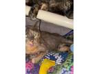 Adopt Oreo and Cleo bonded sisters a Domestic Short Hair, Tortoiseshell