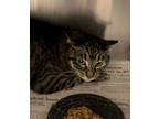 Adopt Roxanne a Domestic Short Hair, Tiger