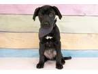 Adopt Soot a Labrador Retriever, Mixed Breed