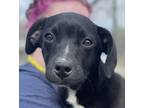 Adopt Wynonna $25 a Labrador Retriever, Mixed Breed