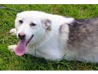 Adopt Samantha-4mnths Spay Contract Requ. a German Shepherd Dog, Siberian Husky