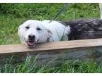 Adopt Samantha-4mnths Spay Contract Requ. a Old English Sheepdog