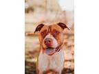 Adopt 71782A Kiwi a American Staffordshire Terrier, Mixed Breed