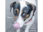 Adopt Meryl a Hound